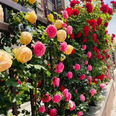 Climbing rose mix color flower seed